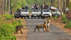 Pench Tiger Reserve