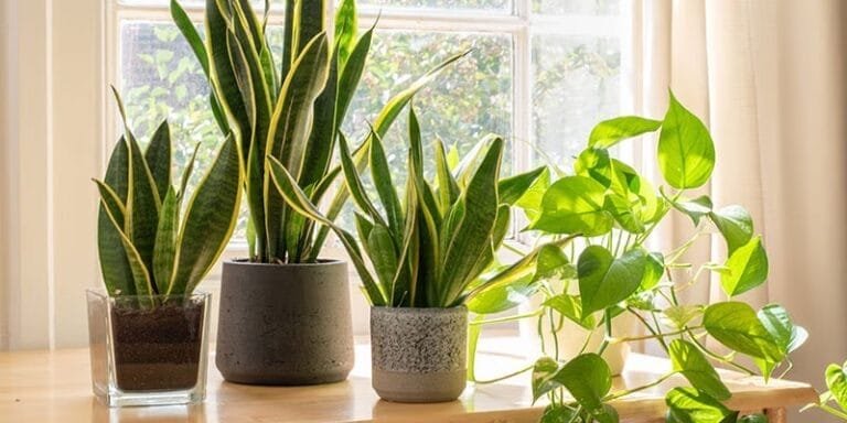 Air Purifying Plants Recommended by NASA